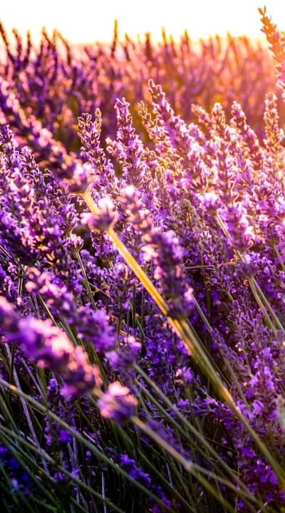 Colorful flowers creating cohesion in garden bed edging