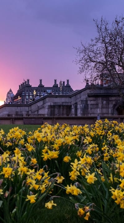 Colorful bulbs symbolizing spring and low-maintenance beauty.