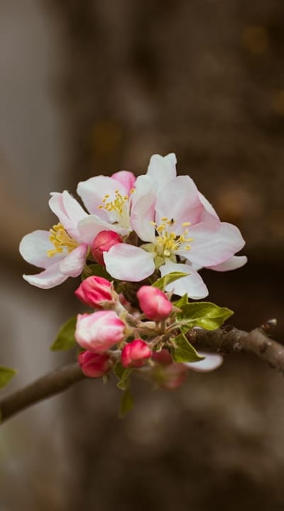 Tangible object: Seedling