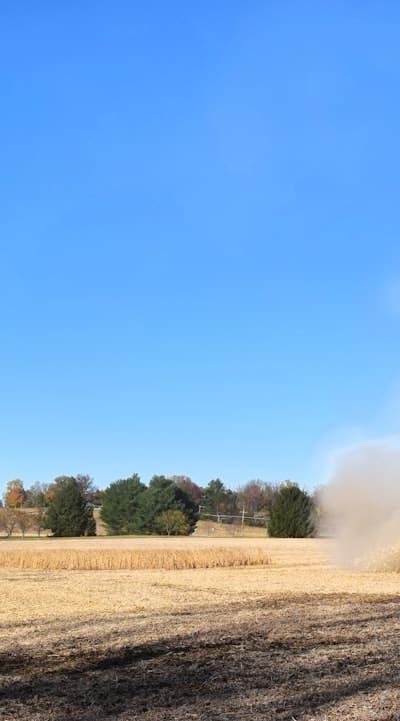 Green Beans, Green Bean Plant