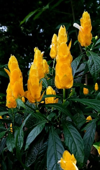 Bees pollinating fragrant flowers in a garden oasis