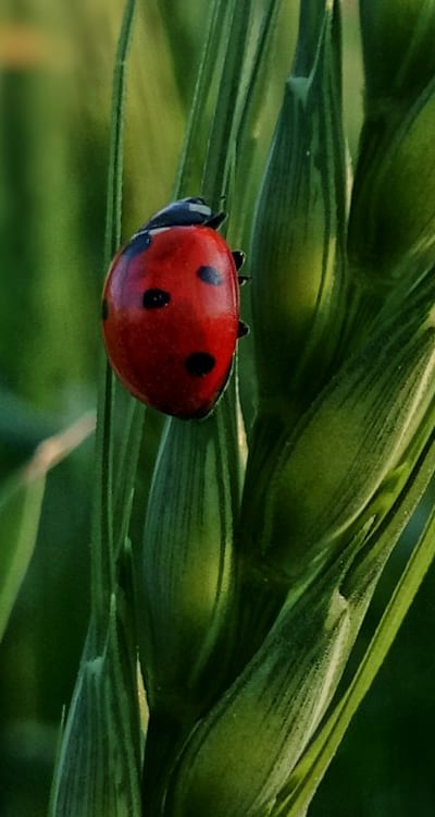Tags: Soil, Green beans