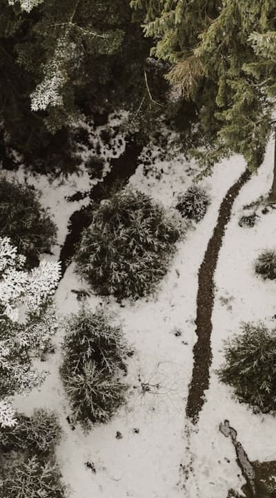 Sustainable and eco-friendly organic care for Swiss chard seedlings.