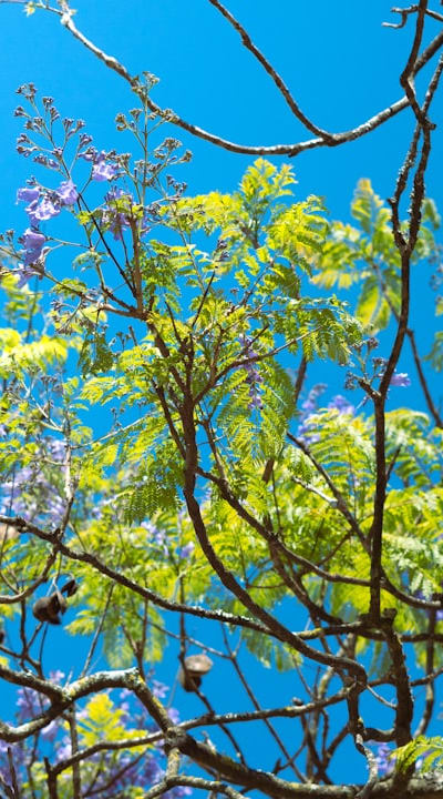 In this article, the tangible object referenced is fertilizers and the plant mentioned is green bean seeds.