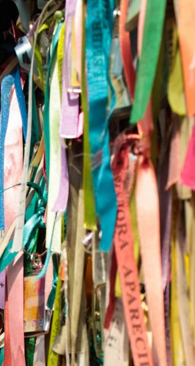 Biennial flowers, Foxglove, Hollyhock, Sweet William