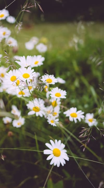 Tangible Object: Garden