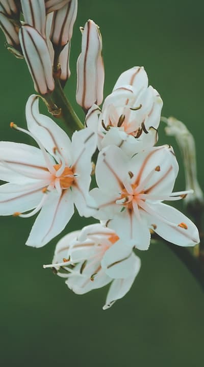 Tangible Object: Heirloom cottage garden flower seeds