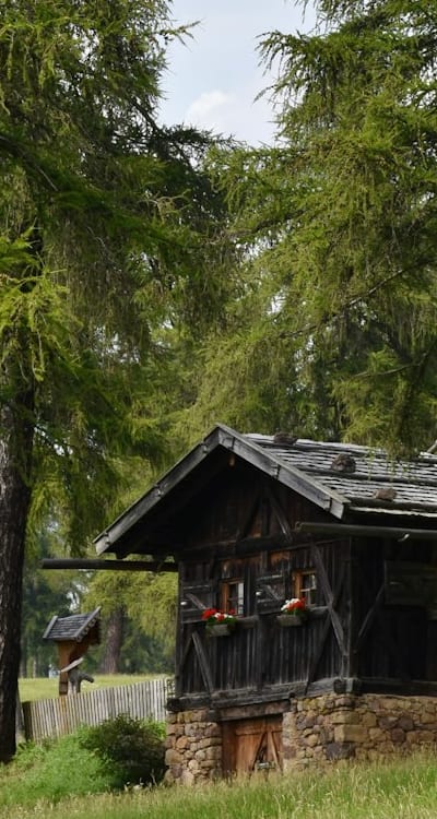 Tangible object: Wildflower seeds