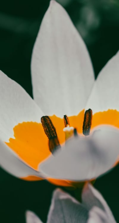 Tangible object: Flower