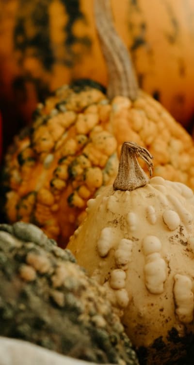 Tangible object: Seeds