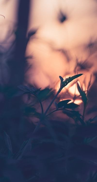 Tags: Wildflower seedlings, Plants