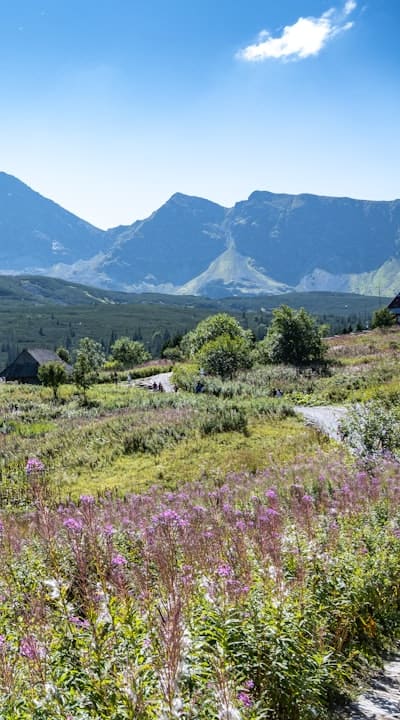 In this article, the tangible object referenced is annual wildflowers and the plant mentioned is sunflowers.