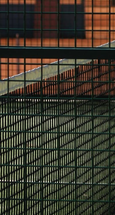 Dwarf cut flower seeds, Plants