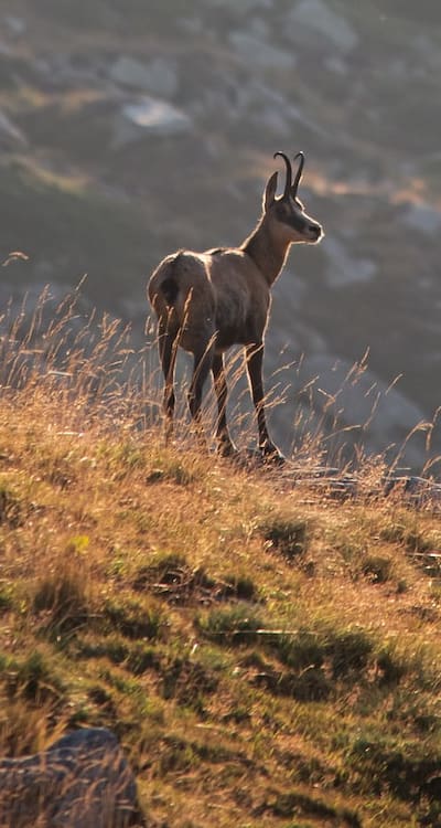 Support structure, Climbing plants