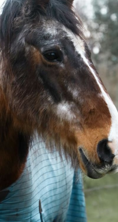 Forget-Me-Not flowers in hanging basket