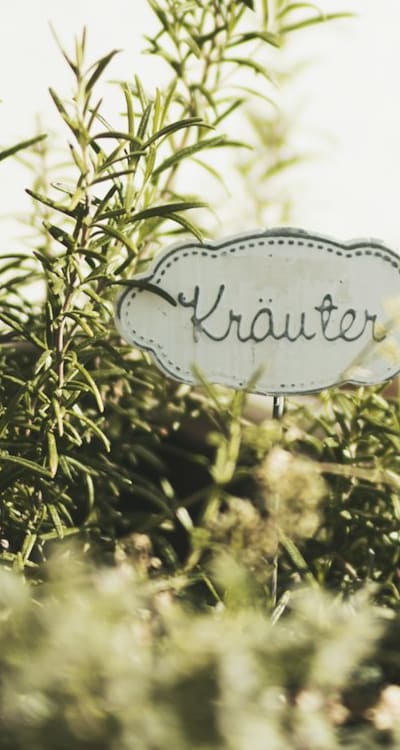 Herb Seeds, Organic Seeds