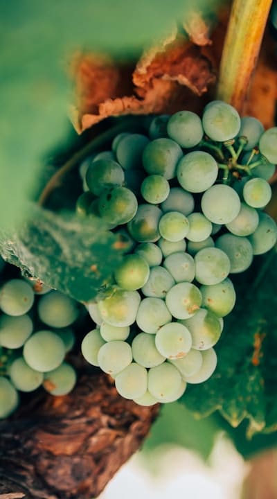 Pruning Shears, Stems