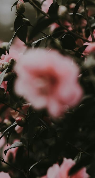 Alt text: A trellis covered in vibrant climbing plants