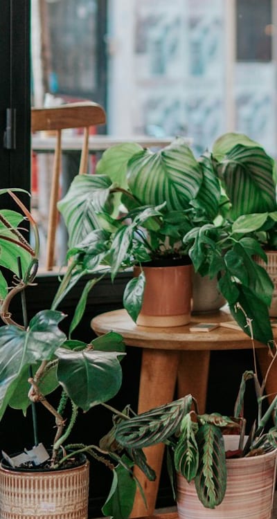 Irrigation Methods, Seedlings, Fruits, Vegetables