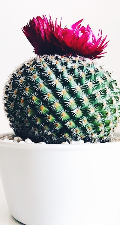 Dicot seeds, on the other hand, belong to plants categorized as dicots. Dicots are also a diverse group of flowering plants characterized by their two embryonic cotyledons. These cotyledons serve as nutrient storage and provide energy for the germinating seedling. Examples of dicot seeds include beans, peas, sunflowers, and tomatoes.