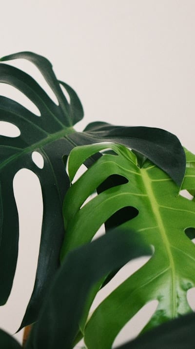 Tangible object: Seedlings