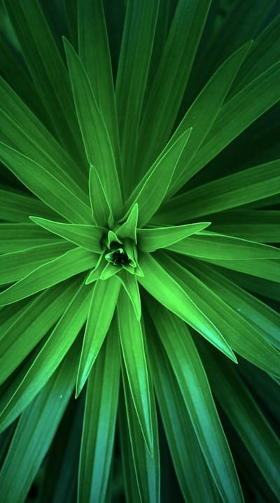 Tangible object: Garden
