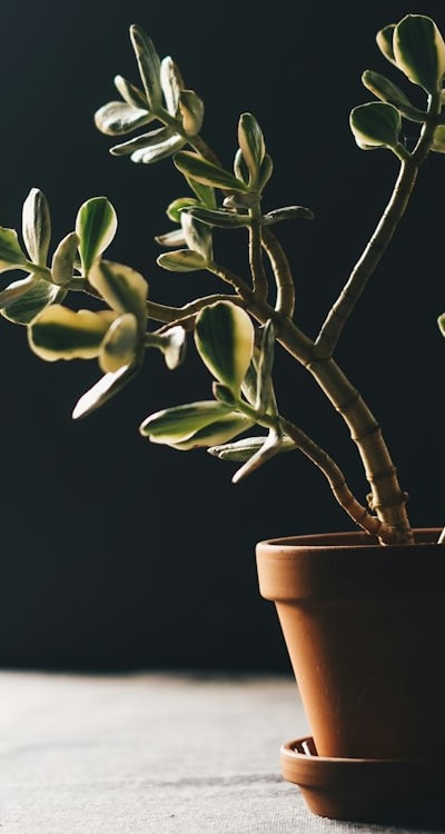 Organic seedlings contribute to a healthier garden.