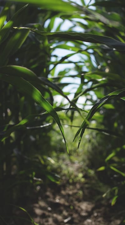Tangible object: Garden pest control methods