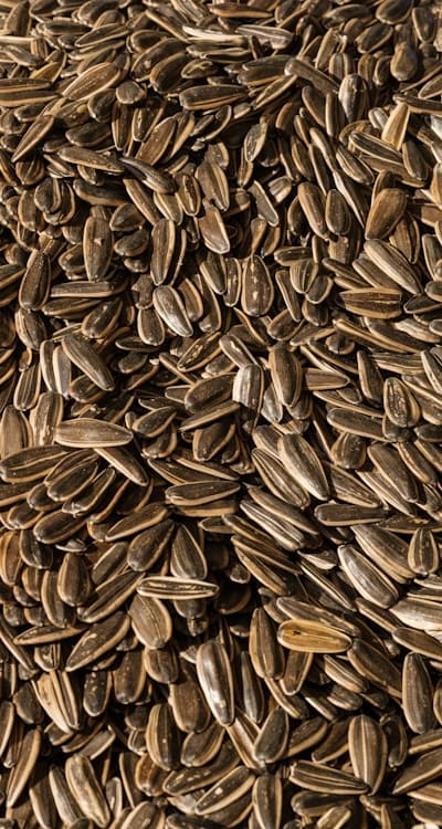 In this article, the tangible object referenced is Soil and the plant mentioned is Fruit seeds.