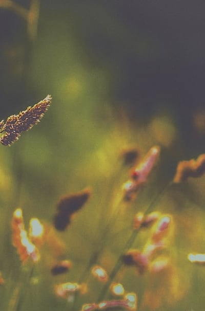 Tangible object: Seed packets
