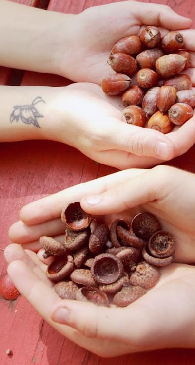 Tags: Soil moisture, Wildflower seeds