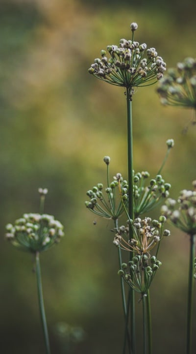 alt text: Drying herb seedlings upside down for preservation.