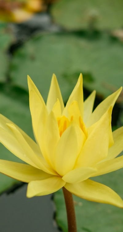 Tangible object: Gardening tools and equipment