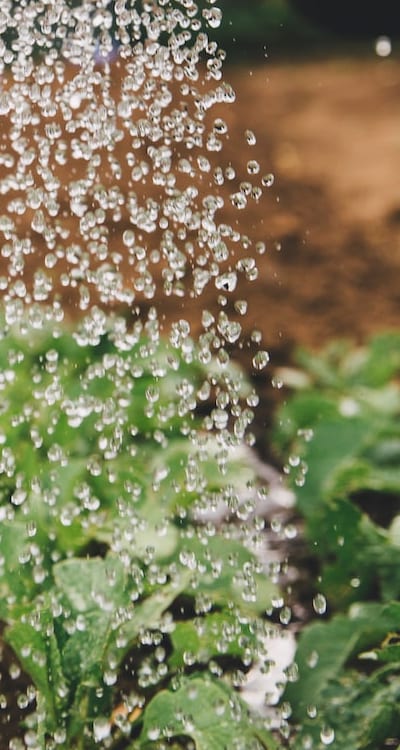 Seeds undergoing scarification to enhance germination.