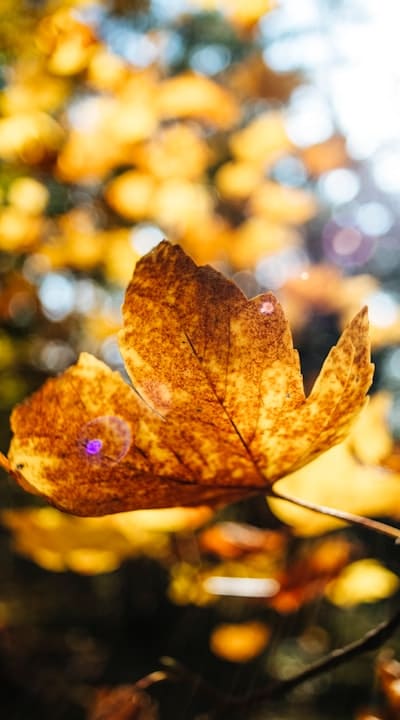 Tangible Object: Mulch