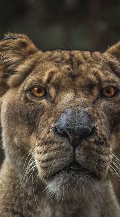 Transplanting Wildflower Seedlings - A Step-by-Step Guide