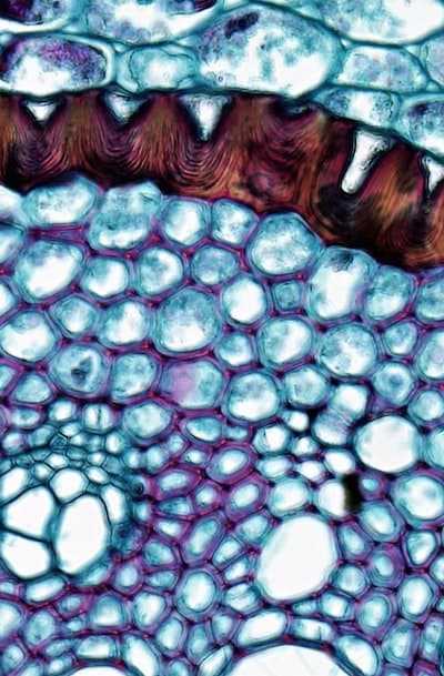 Improved Adaptability to Harsh Environments Another advantage of gymnosperm seed adaptations is their improved adaptability to harsh environments. Gymnosperms, such as conifers, have developed various mechanisms to withstand extreme temperatures, high winds, and poor soil conditions. This adaptability can be advantageous for organic seed growers who are cultivating plants in challenging environments.