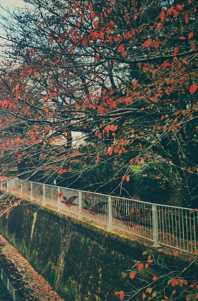 Tips for selecting shade-loving annual flowers.