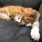 Benjamin
- Backend Developer
