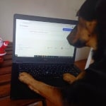 Cserkó
- Colleague