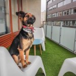 Doki
- Office happiness manager