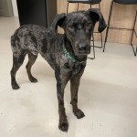 Töki
- Company dog (one of many)