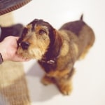 Sercli
- Company dog (one of many)