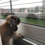 Pablo
- helyettes mood manager