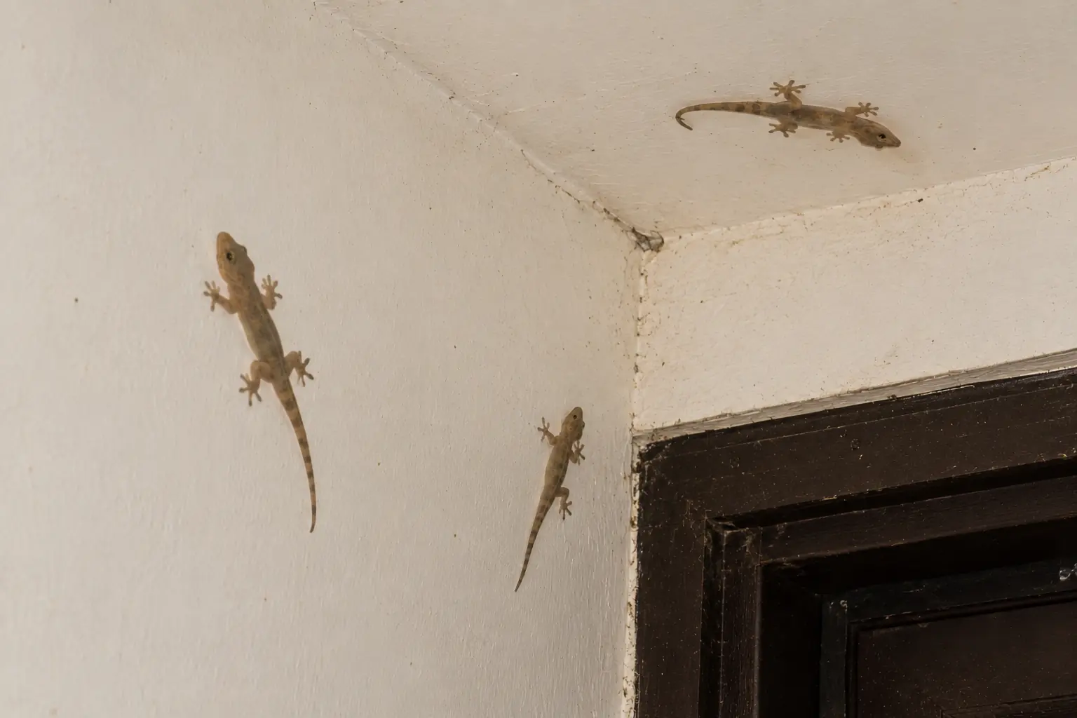 Signs of Lizard Infestation