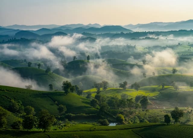 Trà Đạo Sương Mù