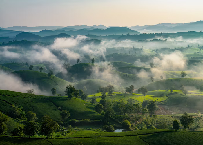 Trà Đạo Sương Mù