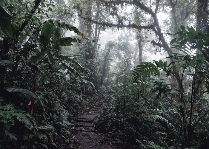 Trekking Rừng Nguyên Sinh