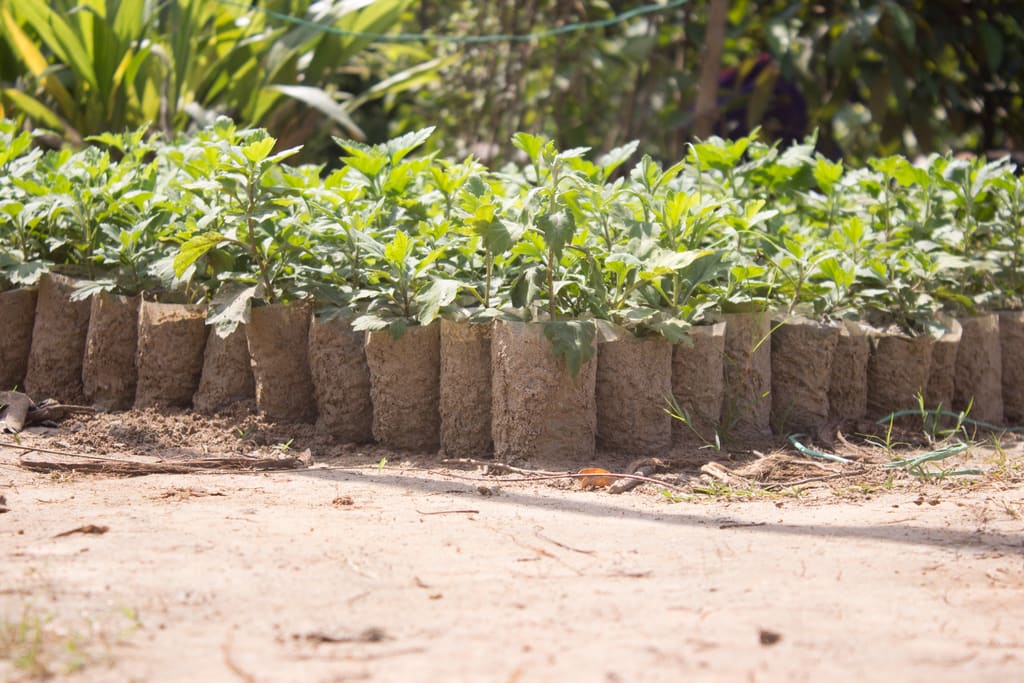 Image showing forestation efforts.