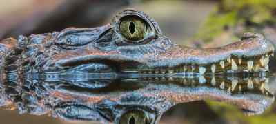 Meet the Exotic Animals of Costa Rica